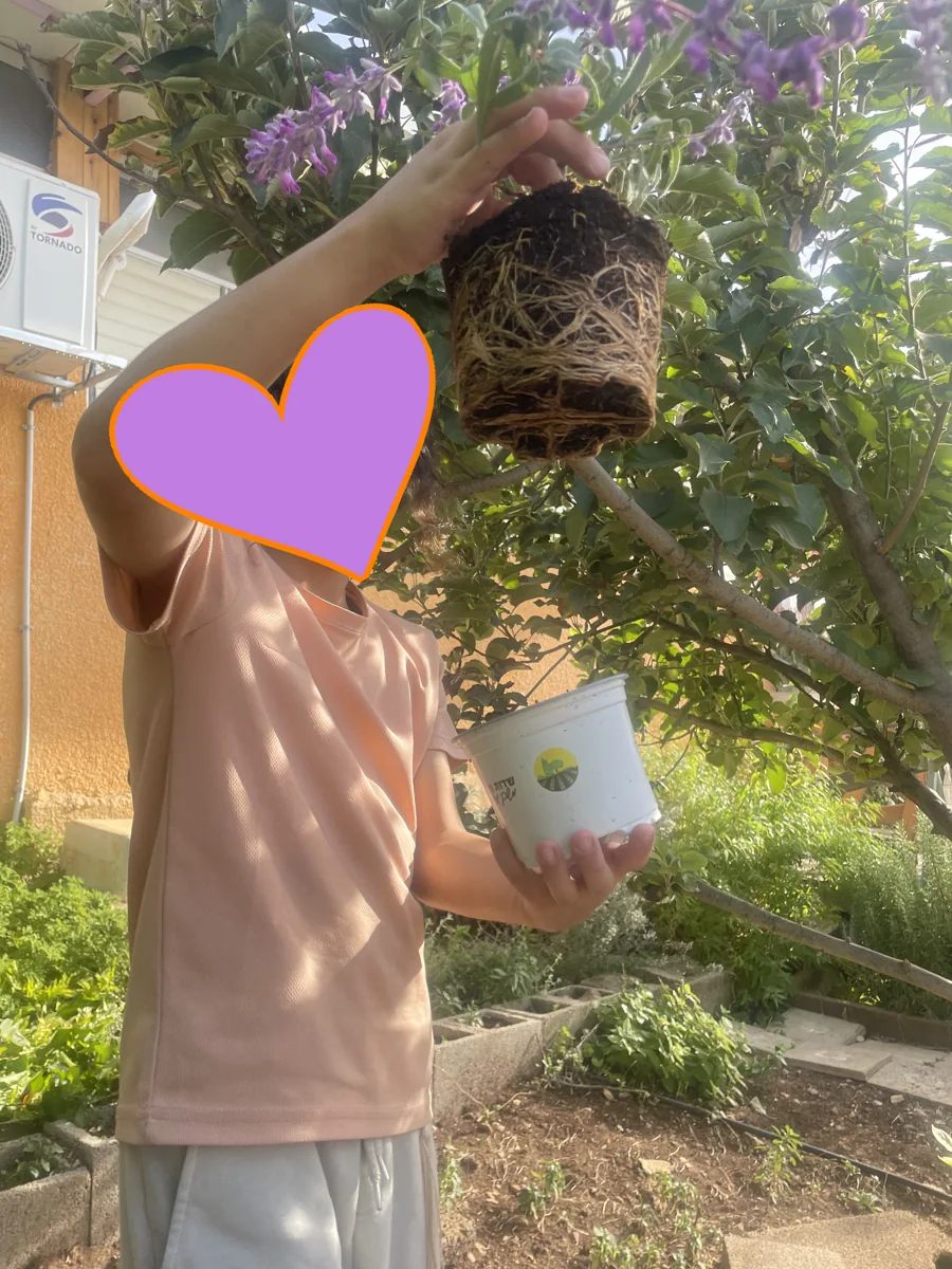 ילדה מגלה את השורשים של צמח פורח