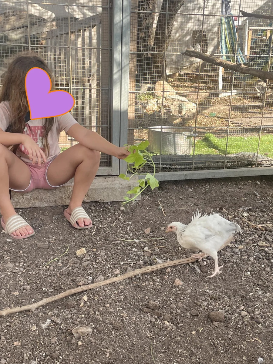 ילדה מציעה עלים לתרנגולת