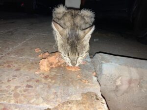 WhatsApp Image 2021-08-14 at 15.39.32 (4)